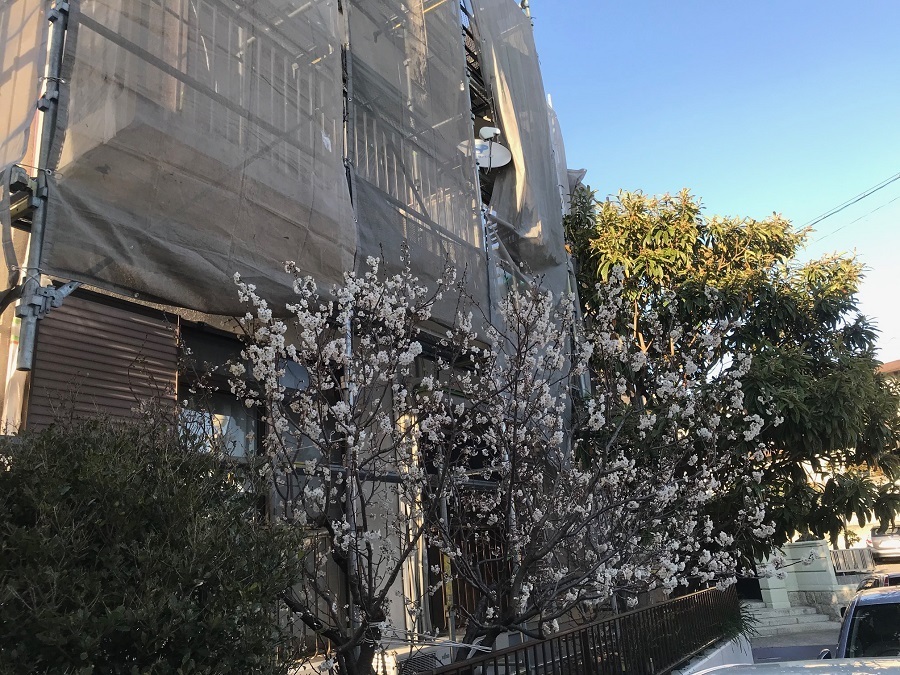 足場の横に桜の木