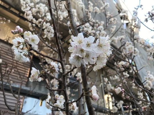 桜満開